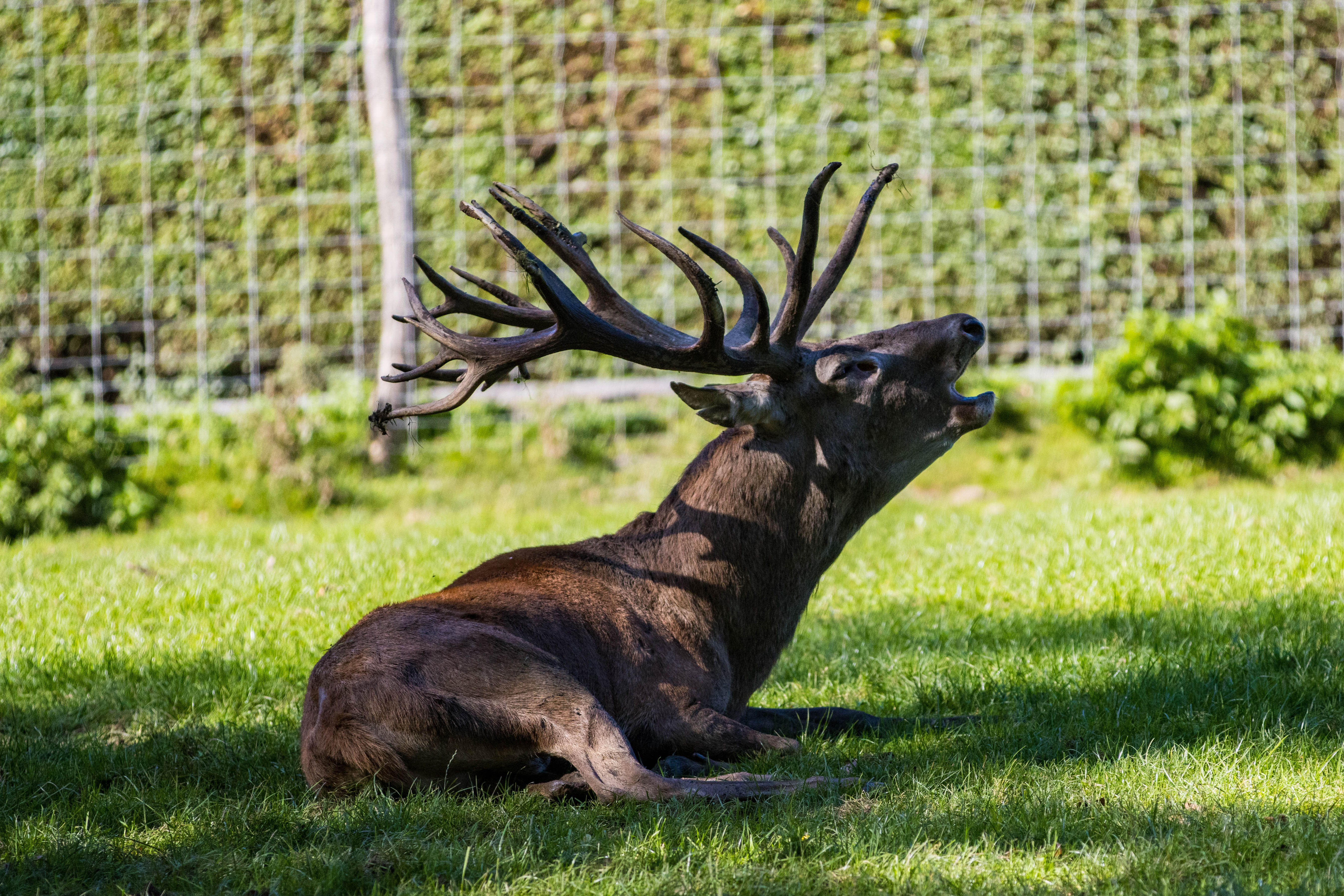 Cerf élaphe-_MG_9393.jpg